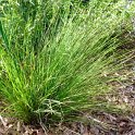 Festuca amethystina